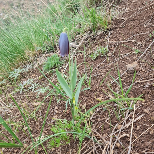 Image of Fritillaria caucasica by (c) Mohammad Sohrabi, some rights reserved (CC BY)