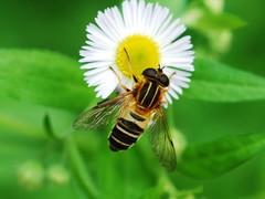 Helophilus eristaloidea