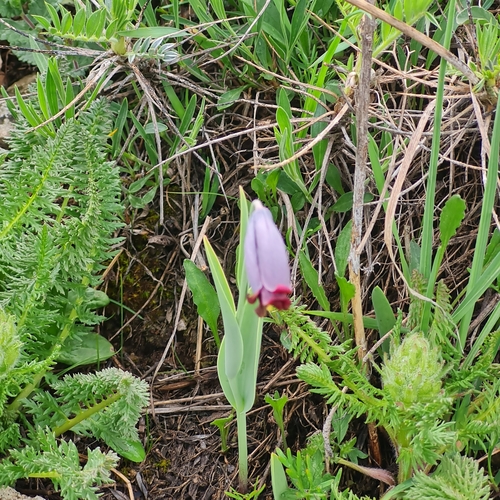 Image of Fritillaria caucasica by (c) Mohammad Sohrabi, some rights reserved (CC BY)