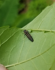 Agrilus bilineatus