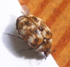 Coleoptera