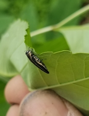 Agrilus bilineatus