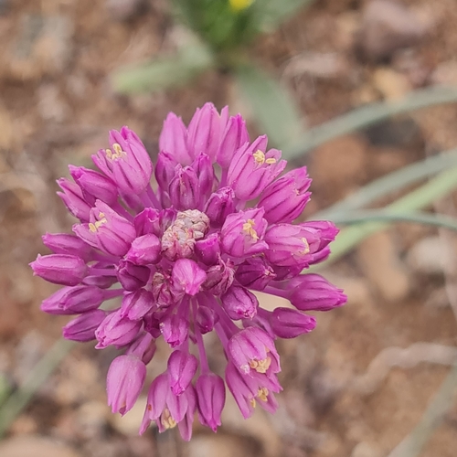 Allium rubellum, photograph 5