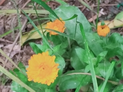 Calendula officinalis