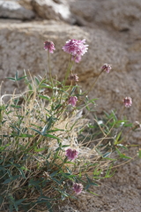 Trifolium dedeckerae