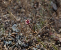 Clarkia gracilis tracyi