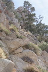 Trifolium dedeckerae