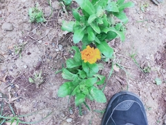 Calendula officinalis