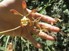 Encyclia adenocarpa