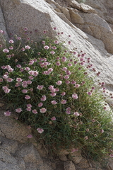 Trifolium dedeckerae