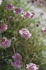 Trifolium dedeckerae