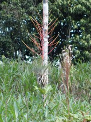 Tillandsia adpressiflora