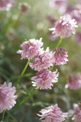 Trifolium dedeckerae