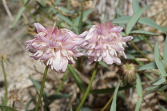 Trifolium dedeckerae