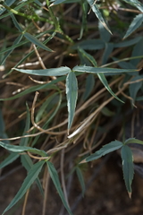 Trifolium dedeckerae