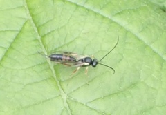 Limneriini