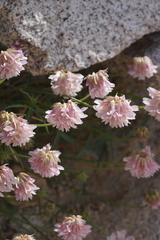Trifolium dedeckerae