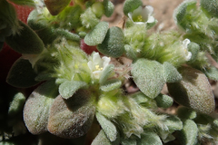 Nama californica