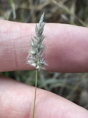 Enneapogon scoparius