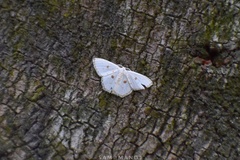 Comostola meritaria