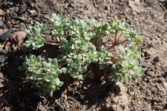 Nama californica