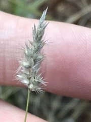 Enneapogon scoparius