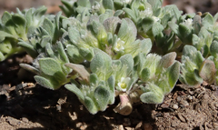 Nama californica