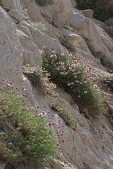 Trifolium dedeckerae