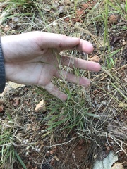 Enneapogon scoparius