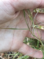 Enneapogon scoparius