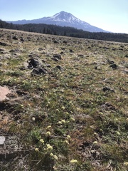 Lomatium peckianum