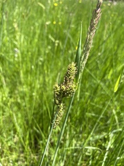 Carex hartmanii