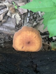 Gymnopilus liquiritiae