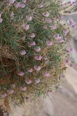 Trifolium dedeckerae