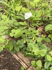 Rubus phoenicolasius