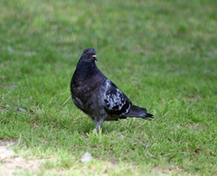 Columba livia domestica