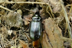 Nebria brevicollis
