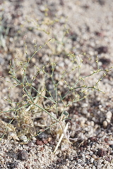 Eriogonum brachyanthum
