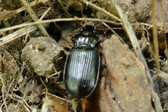 Nebria brevicollis