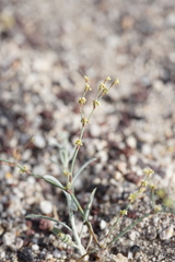 Eriogonum brachyanthum