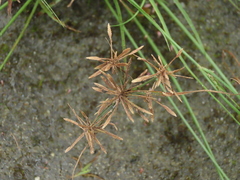 Cyperus flavidus