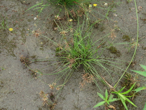 Image of Cyperus flavidus by (c) chiuluan, some rights reserved (CC BY)