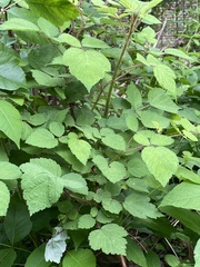 Rubus phoenicolasius