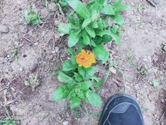 Calendula officinalis