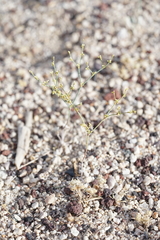 Eriogonum brachyanthum