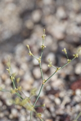 Eriogonum brachyanthum