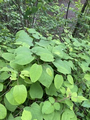 Reynoutria japonica