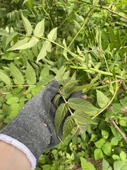 Ailanthus altissima
