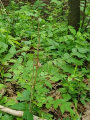 Ailanthus altissima