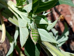 Acontista piracicabensis